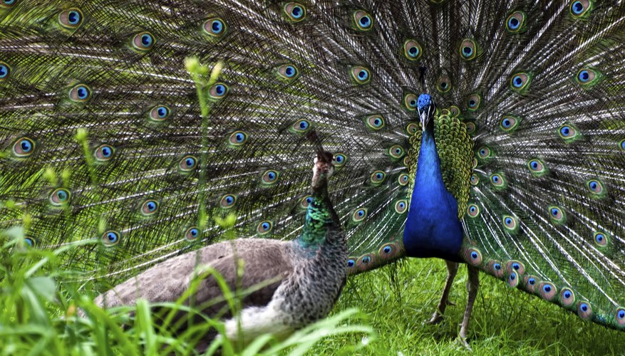 How Do Peacocks Mate? | Sciencing
