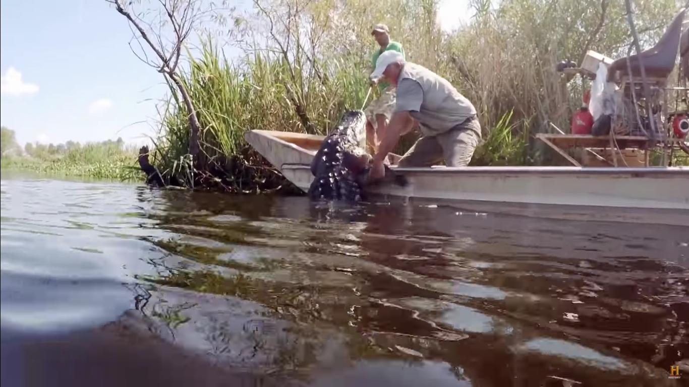 Biggest gator caught on Swamp People revealed - who broke the show record?