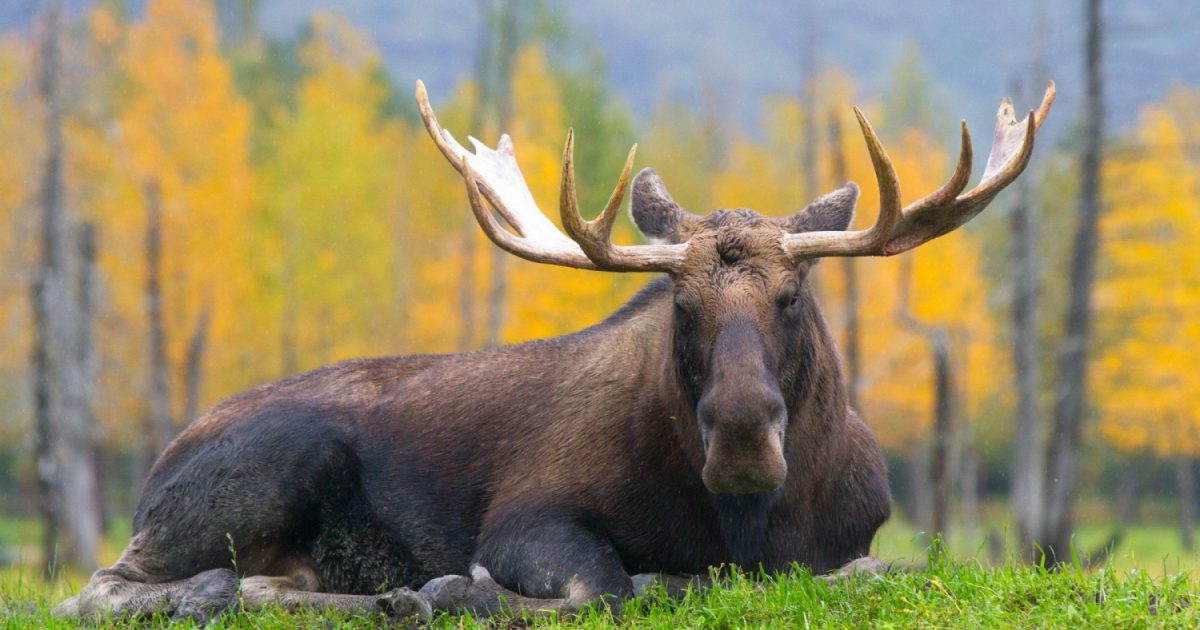 Moose | ALASKA.ORG