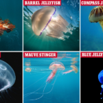 Do Jellyfish Possess Consciousness?