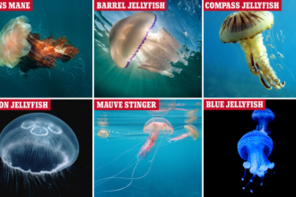 Do Jellyfish Possess Consciousness?
