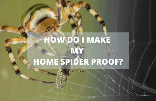 Can spiders be beneficial for humans?