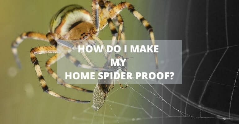 Can spiders be beneficial for humans?