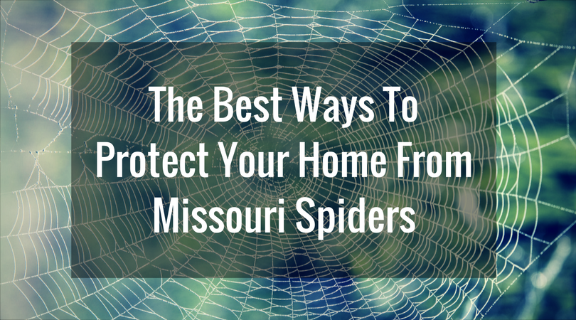 Protect Your Home From Missouri Spiders | Mick's Exterminating