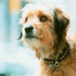 Celebrity Canines: Iconic Dogs in Movies.