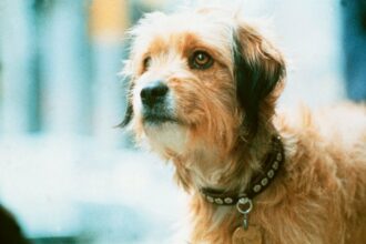Celebrity Canines: Iconic Dogs in Movies.