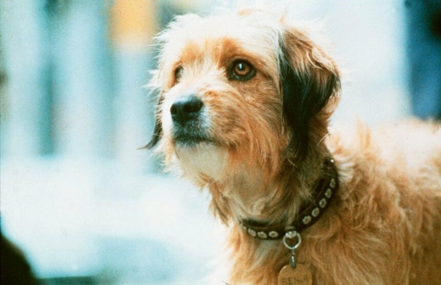 Celebrity Canines: Iconic Dogs in Movies.