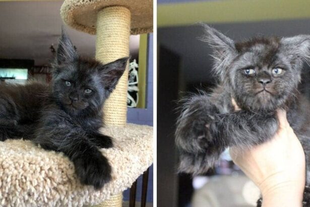 Uncovering the Name for a Cat-Like Humanoid.