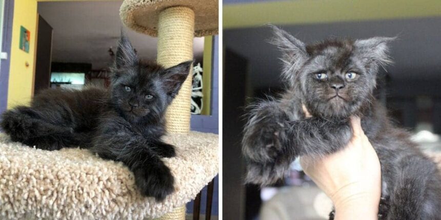 Uncovering the Name for a Cat-Like Humanoid.