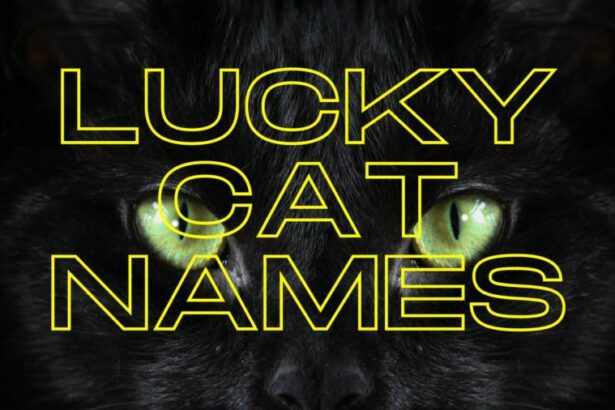 Discovering the Mythical Name of the Fortune Cat.