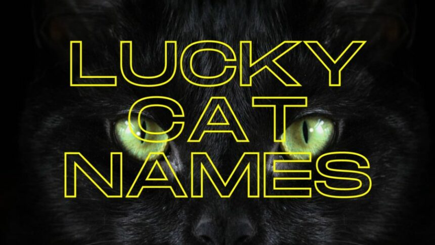 Discovering the Mythical Name of the Fortune Cat.