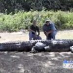 The Massive Alligator of Swamp People: A Look into the Show's Biggest Catch.
