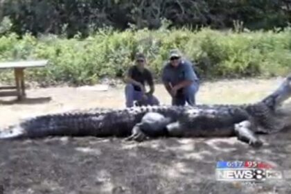 The Massive Alligator of Swamp People: A Look into the Show's Biggest Catch.