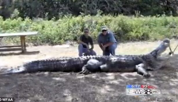 The Massive Alligator of Swamp People: A Look into the Show's Biggest Catch.