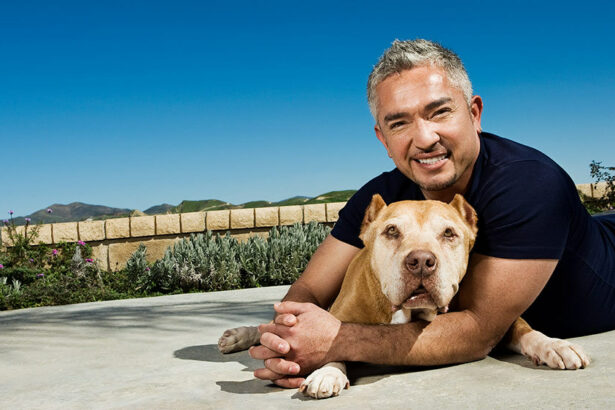 Understanding Cesar Millan's Methods of Interacting with Dogs.