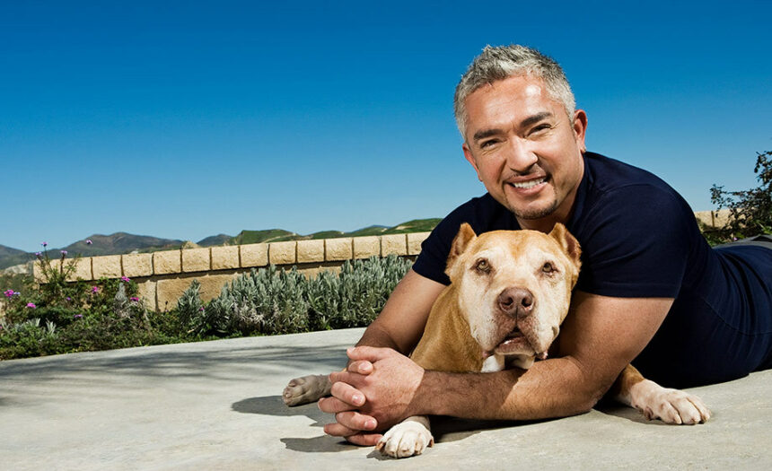 Understanding Cesar Millan's Methods of Interacting with Dogs.