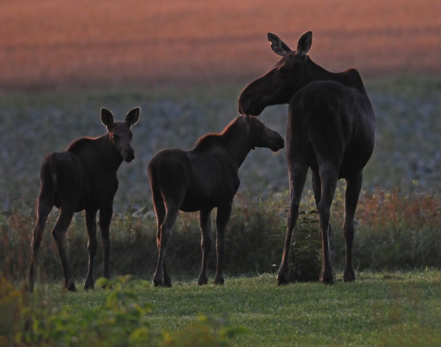 Discovering the State with the Highest Moose Population.
