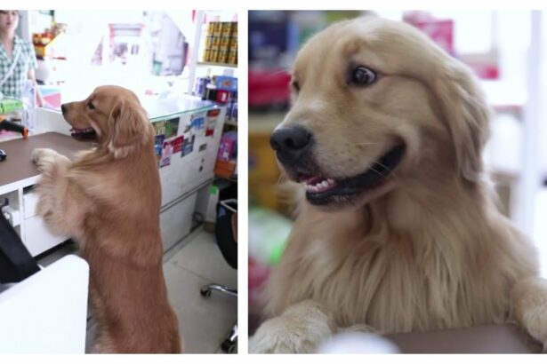 Discovering the Smartest Dog Breeds in the World