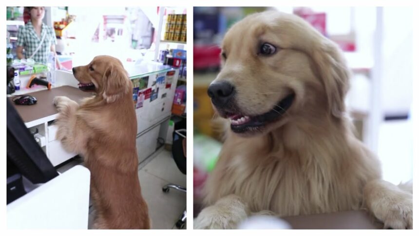 Discovering the Smartest Dog Breeds in the World