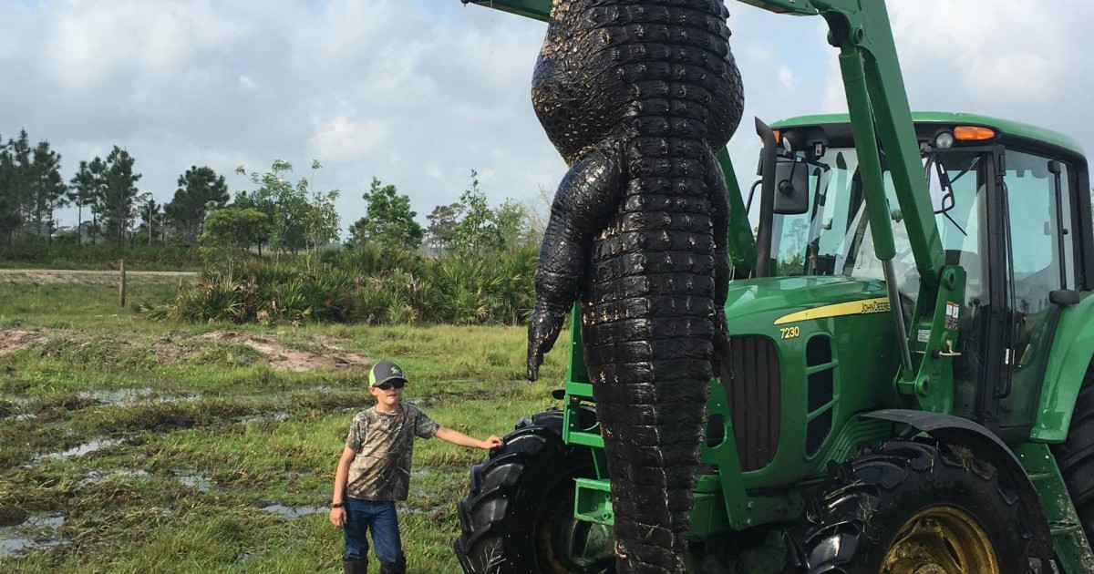 Giant alligator killed in Florida - 15ft long and 100 years old - after ...