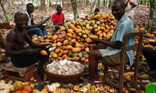 The Cry Of Suffering Cocoa Farmers: Pay Us Higher Prices Or We Will Die ...