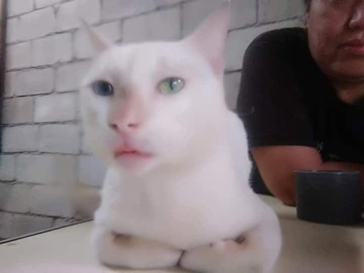 Cat that looks like human : mildlyinteresting