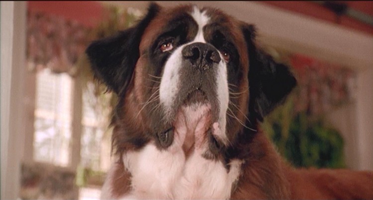 Canine Movie Stars: Top 20 Famous Dogs in Movies and TV Shows!