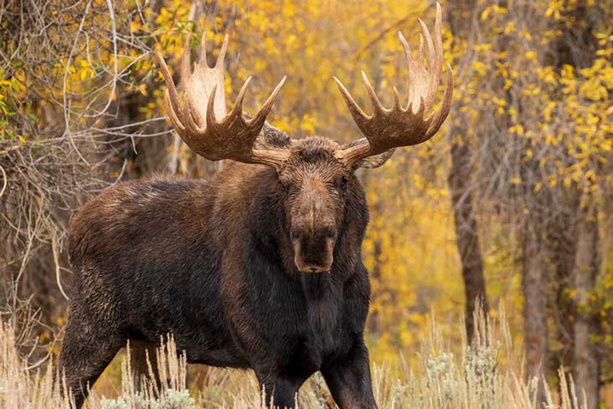 10 Best Places to Go Moose Hunting in the U.S.