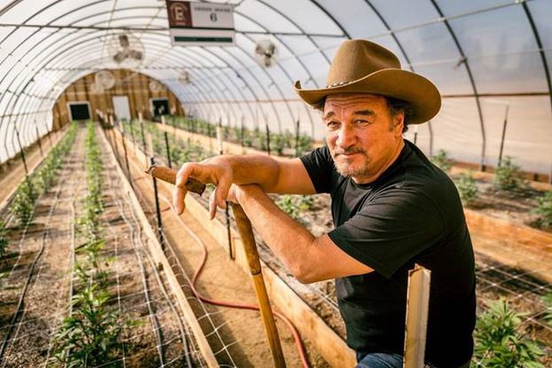 Growing Belushi: Discovery Series Follows Jim Belushi's Legal Cannabis ...