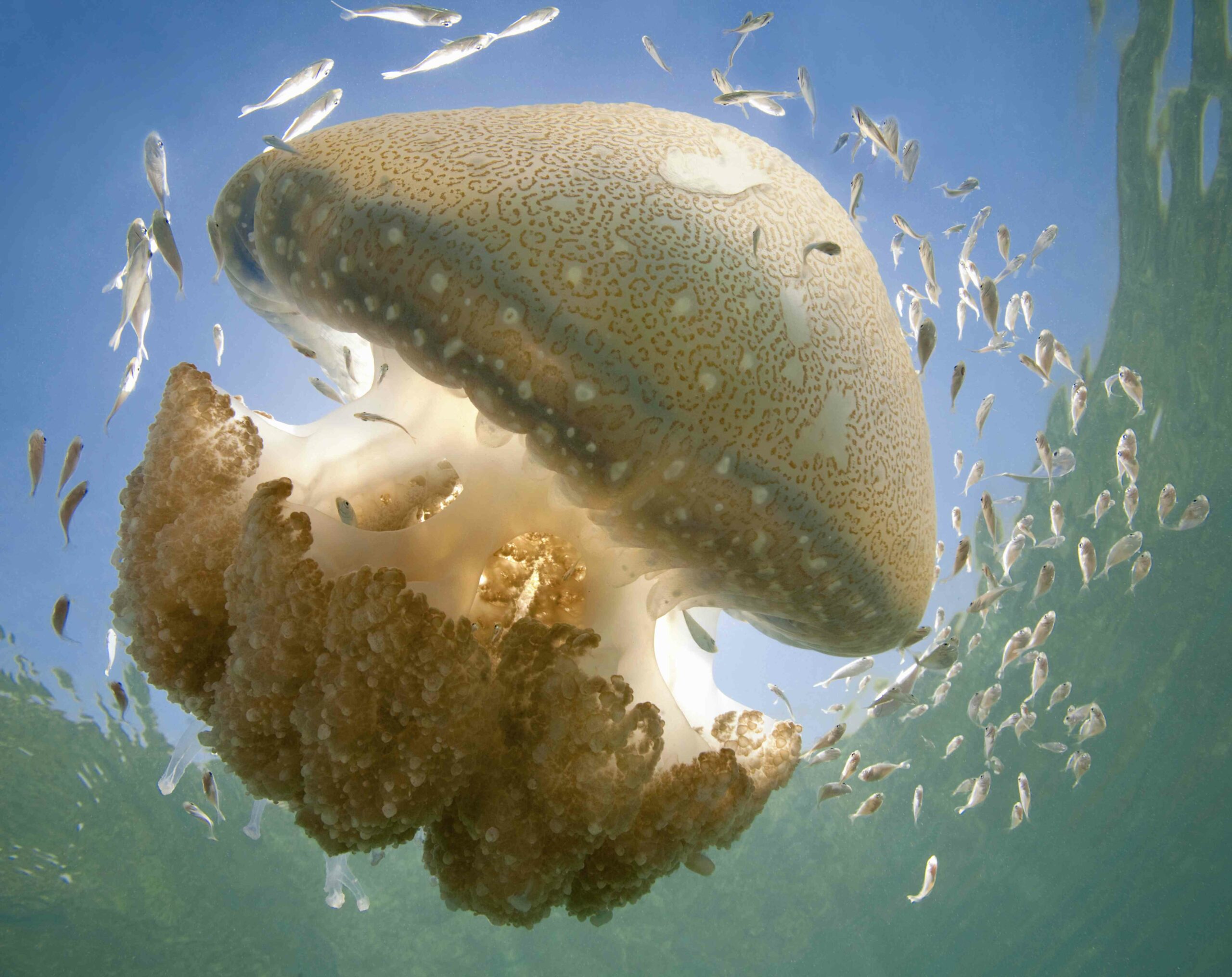 12 Fascinating Facts About Jellyfish