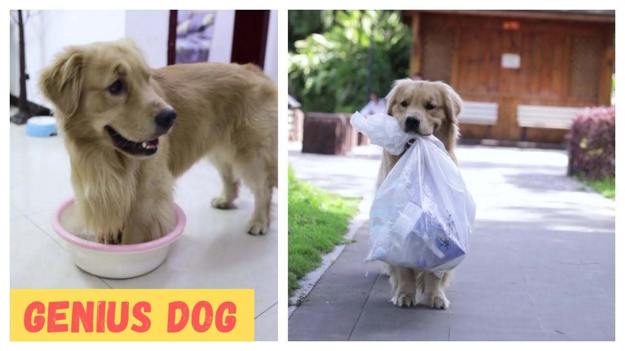 Most genius dog in the world EP16 | Smart dog earns money to bring ...