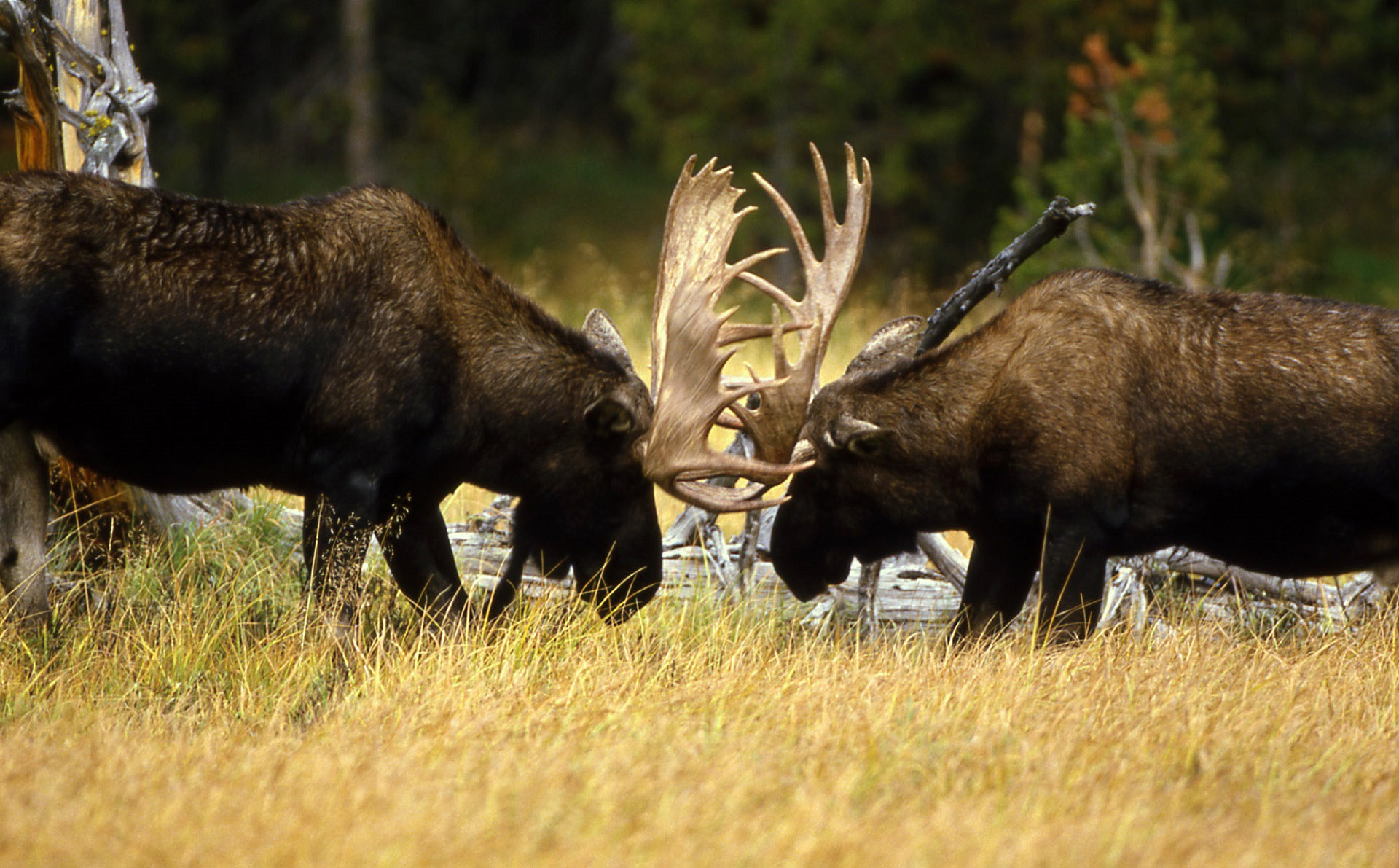 Minnesota Moose Population | TRF Radio