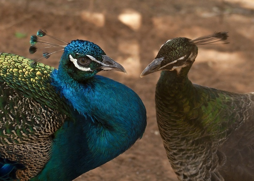 Male vs Female Peacocks: How to Tell the Difference (With Pictures ...